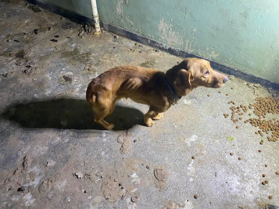 Horror w Głuszycy: Głodzone psy, żyły wśród zwłok innych psów. Interwencja DIOZ(UWAGA!DRASTYCZNE FOTO)