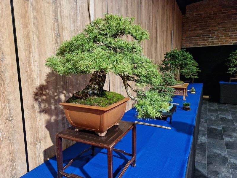 Wystawa bonsai w Zagórzu Śl. (FOTO+VIDEO)