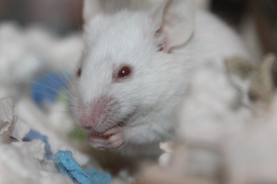 Szczepionka do nosa skuteczna u myszy