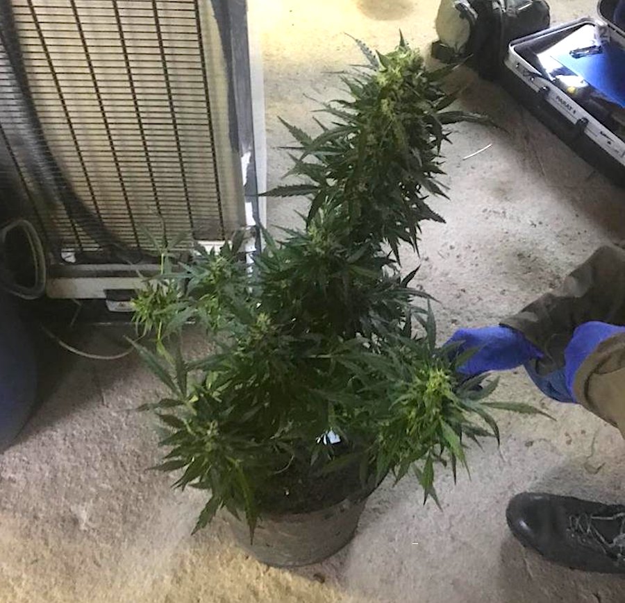 7 kg marihuany i 16 krzewów konopii