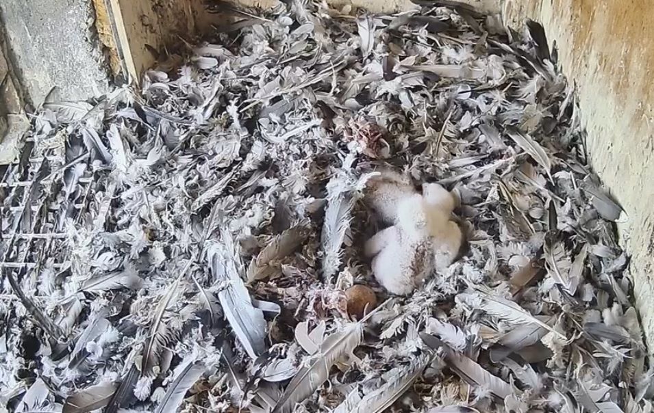 Gniazdo sokołów: Jeden z maluchów nie żyje