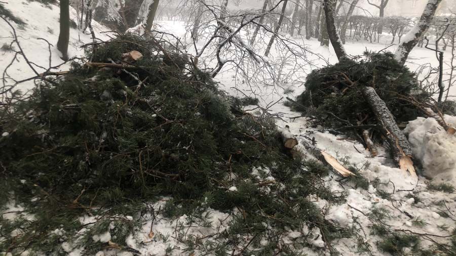 Zima niszczy drzewa (FOTO)